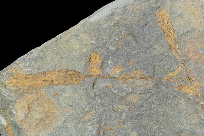 Ordovician Crinoid Fossils - Kaid Rami, Morocco #102841